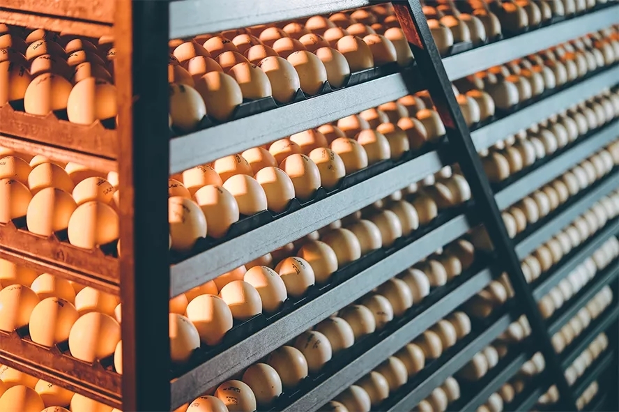 Several pallets of freshly laid chicken eggs, resting under an incubator lamp.